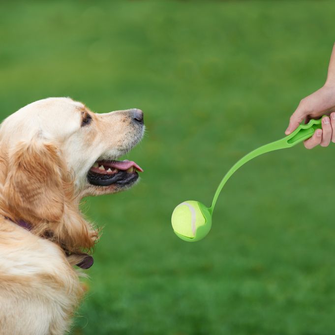 Pet Throwing Stick Dog