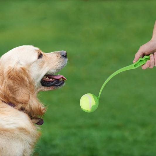 Pet Throwing Stick Dog